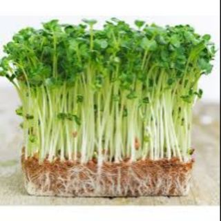 30 gram hạt giống mầm rau muống
