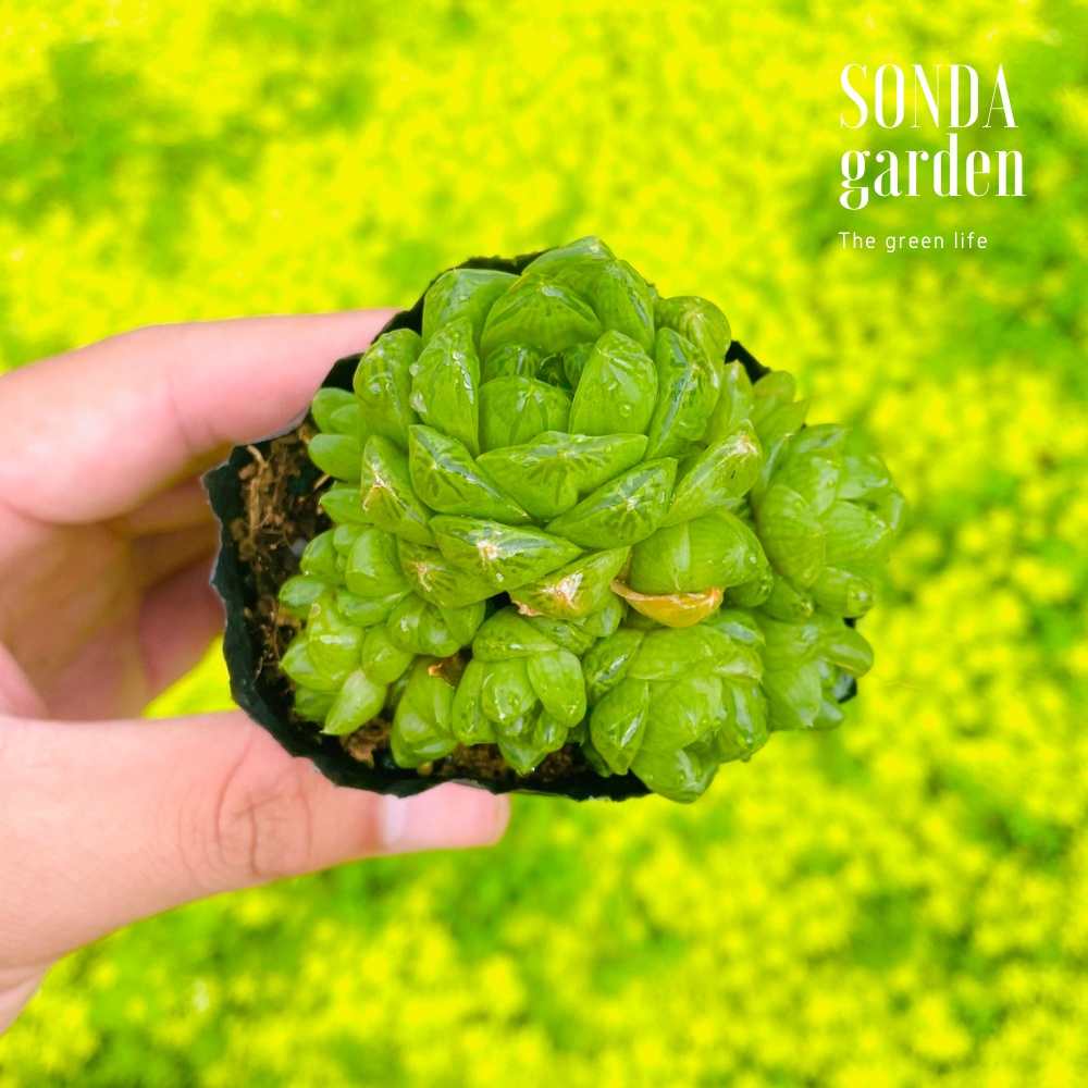Sen đá ngọc lá bé SONDA GARDEN size bé 5-8cm, cây cảnh trang trí nhà cửa, lỗi 1 đổi 1