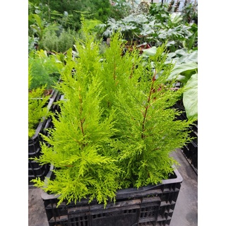 Chậu cứng tùng thơm - Cupressus macrocarpa.