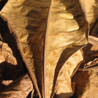 20 Lá Bàng Khô cho Bể cá, Tép, Betta, Cá Rồng và Cá Cảnh tạo Môi trường nước lý tưởng