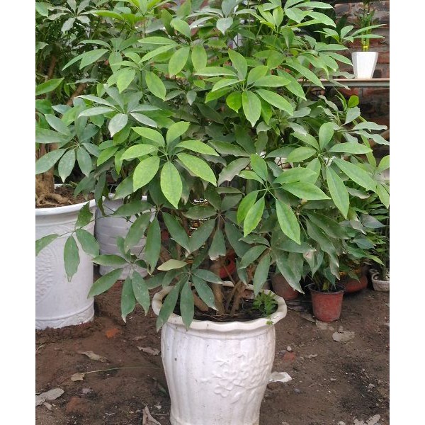 10 mầm giống cay ngũ gia bì