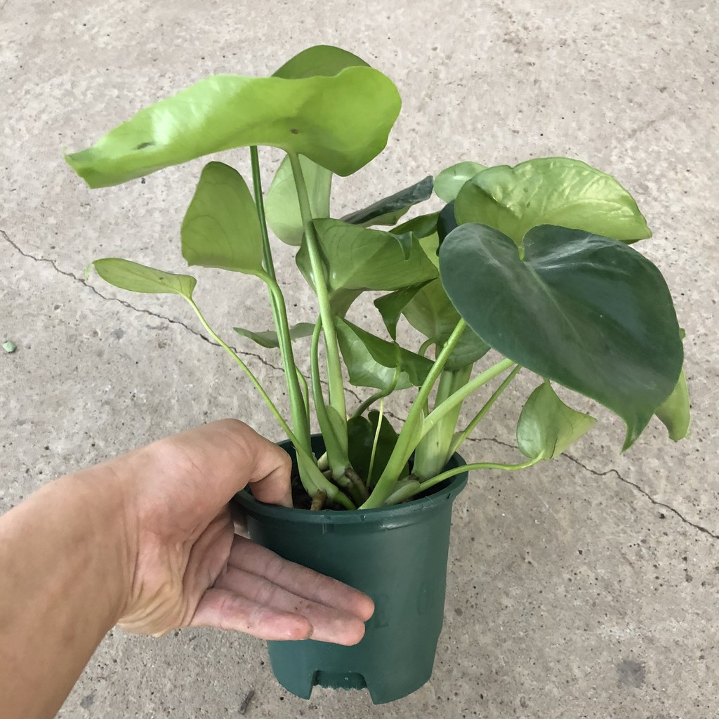 Cây trầu bà lá xẻ (trầu bà monstera) cỡ vừa, Chiều cao 35-40cm lá to đẹp bắt mắt dễ trồng thích hợp trang trí nội thất