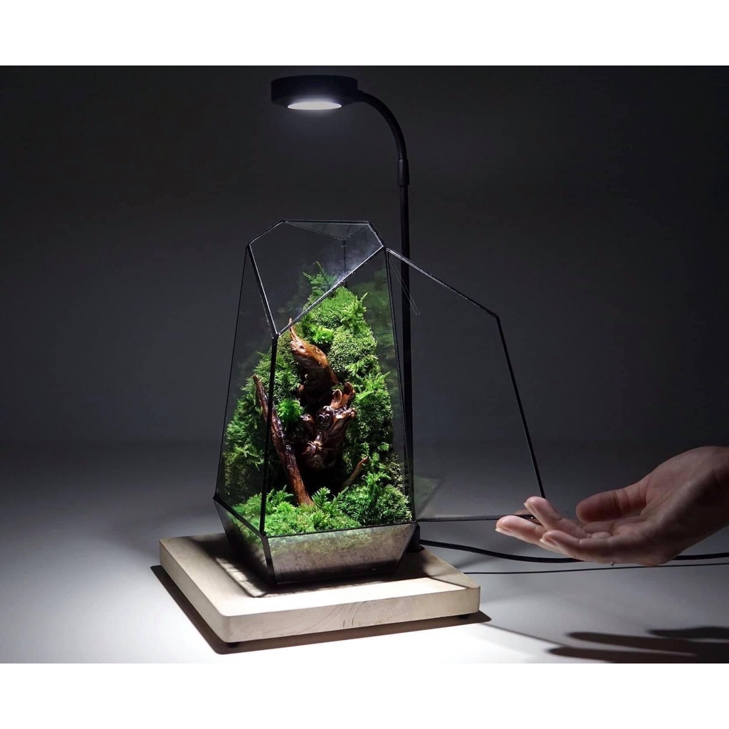Đèn led rọi đế gỗ  cho hồ cá, terrarium