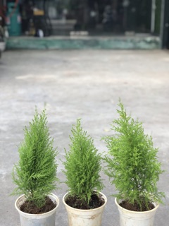 cây tùng thơm để bàn