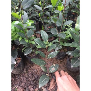 GIỐNG CÂY CHÈ TA UỐNG NƯỚC