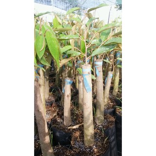 SẦU RIÊNG THÁI Monthon CƠM VÀNG HẠT LÉP