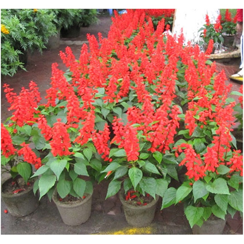 HẠT GIỐNG HOA XÁC PHÁO ĐỎ - GÓI 0,5 GRAM