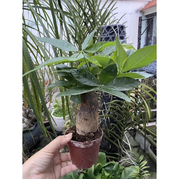 Kim ngân 1 gốc nhỏ