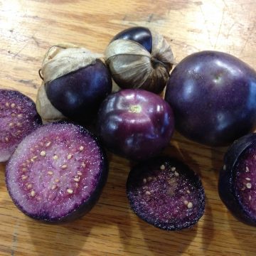 [Rẻ nhất] Hạt Giống Thù Lù Tím Khổng Lồ F1 (Tomatillo Really Purple) Nhập Khẩu Mỹ - 50 Hạt