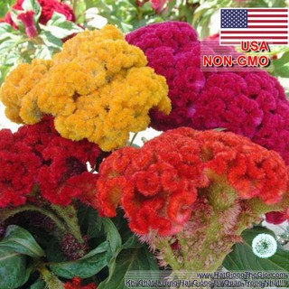 100h Hạt Giống Hoa Mào Gà Búa Mix Màu (C4.102| B20*V22)