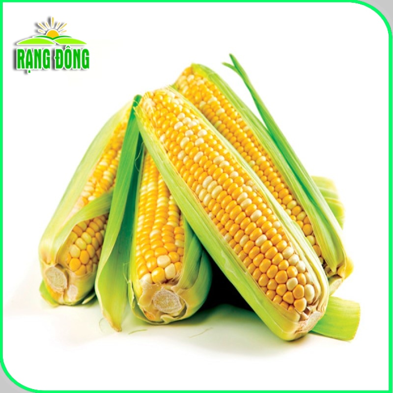 Hạt giống Bắp Sữa Ngọt, ăn sống rất ngon, trồng quanh năm (gói 5gr) - Hạt giống Rạng Đông