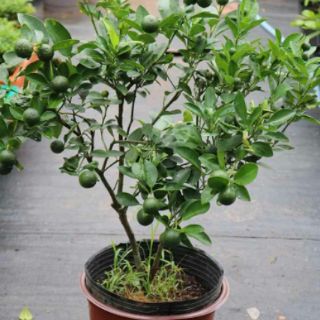Tách ( Hạnh) chiếc cành) đang trái nhiều.