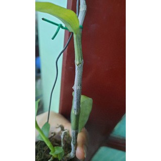 phi điệp 5ct mũi hồng
