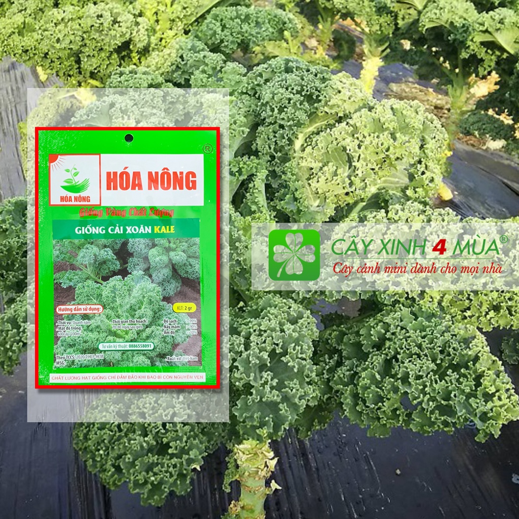 Giống cải xoăn KALE gói 2gr [Giống vàng chất lượng]