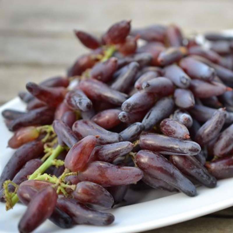 Cây Nho Phù Thủy FINGER GRAPE Giống (Vũ Nữ Ngón Tay Nhọn)