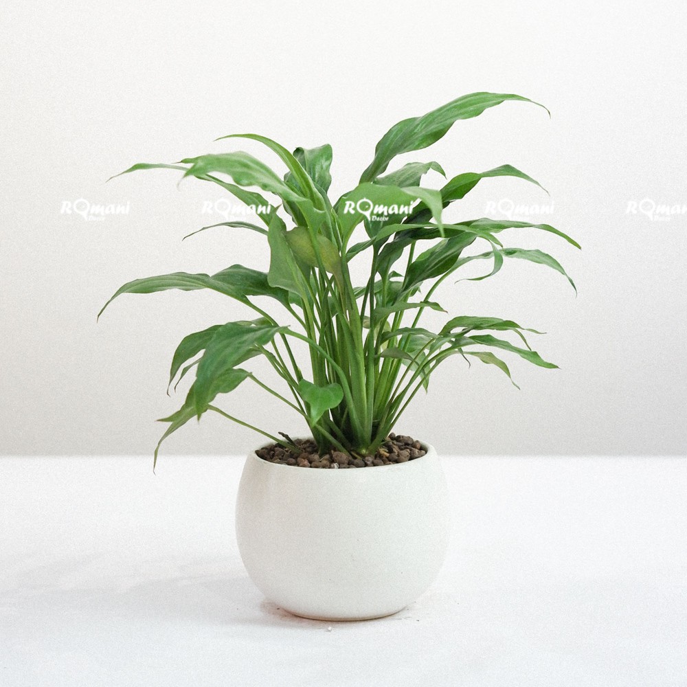 Cây Lan Ý để bàn (chậu hạt dẻ)