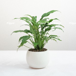 Cây Lan Ý để bàn (chậu hạt dẻ)