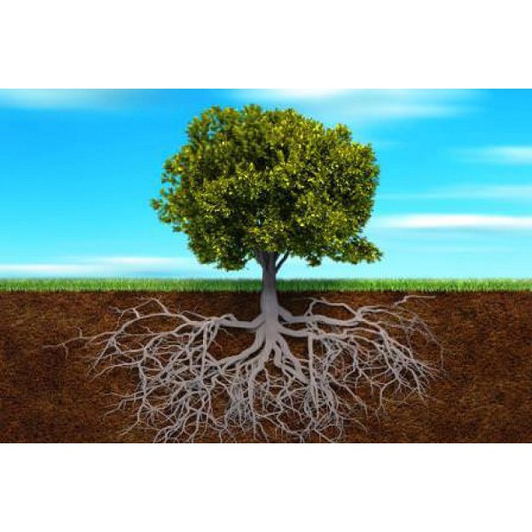 Nấm xanh Metarhizium anisopliae đối kháng côn trùng, bảo vệ bộ rễ TRICHO META 500G