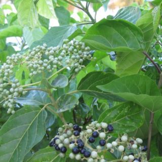 Hạt giống cây lá cách