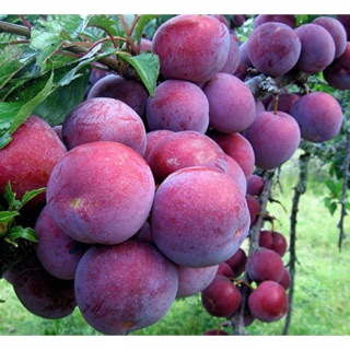 Cây giống mận tam hoa