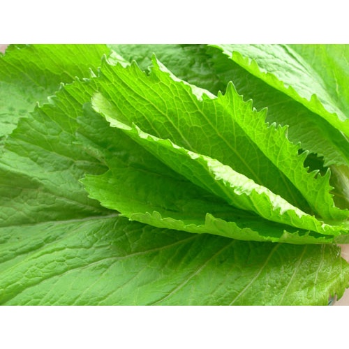 Hạt giống Cải Bẹ Xanh Mỡ , Xuất Xứ New Zealand - Hạt Giống Cải Bẹ Xanh