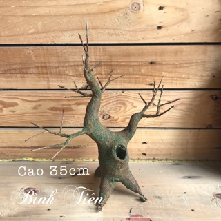 Gốc bonsai mai / bonsai đào