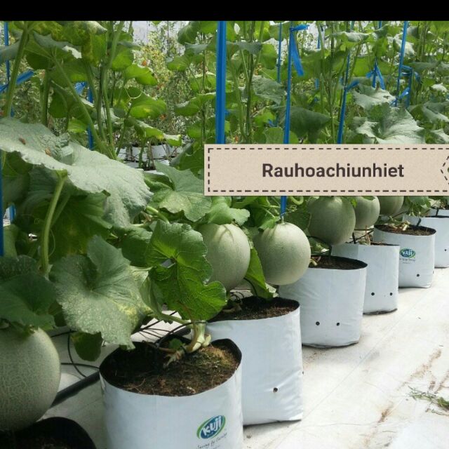 HẠT GIỐNG DƯA LƯỚI