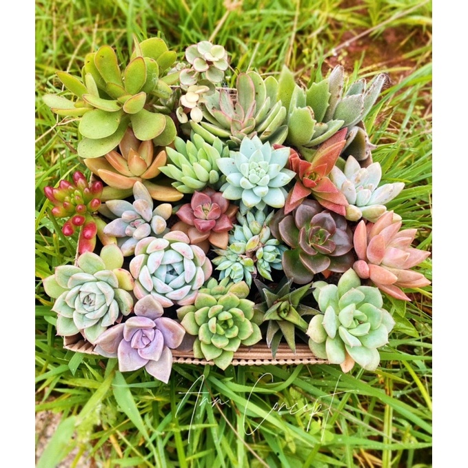 Combo 20 Sen Đá Mini Mix Màu Sặc Sỡ Ann Concept - Xuất xứ Đà Lạt - Thuần Mọi Khí Hậu