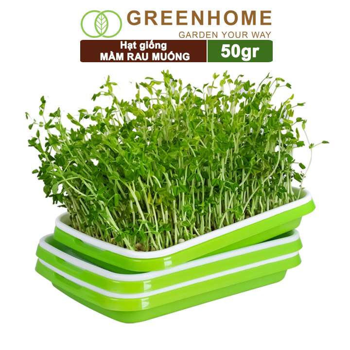 Hạt giống Mầm rau muống Greenhome, gói 50g, dễ trồng, thu hoạch nhanh R14