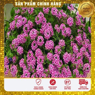 Hạt Giống Hoa Vân Anh ( VEBERNA)