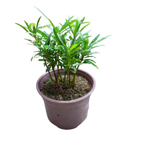 Chậu cây tùng la hán để bàn, Cây vạn niên tùng, Cây phong thủy