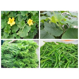 Hạt giống bí ngọn 20 gam - hạt giống thuận điền