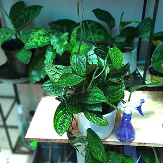 Trầu bà hạnh phúc (Chậu lớn)