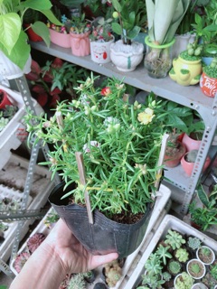 Hoa Mười Giờ Mỹ