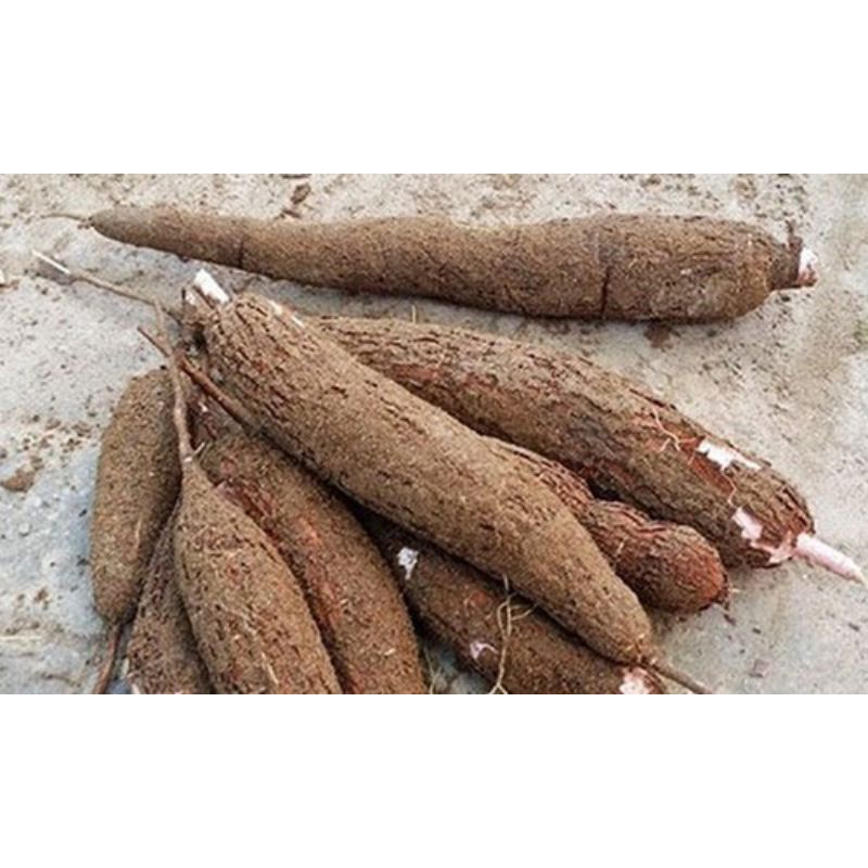 1KG Củ Khoai Mì  Tươi & Khô