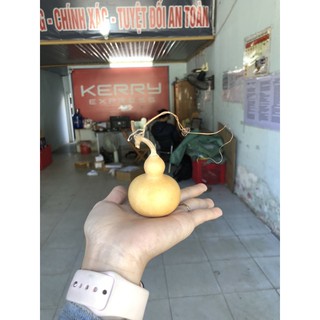 bầu hồ lô tí hon quả khô