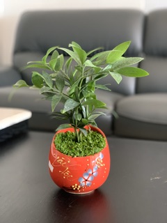Cây Kim Giao mix cỏ may mắn