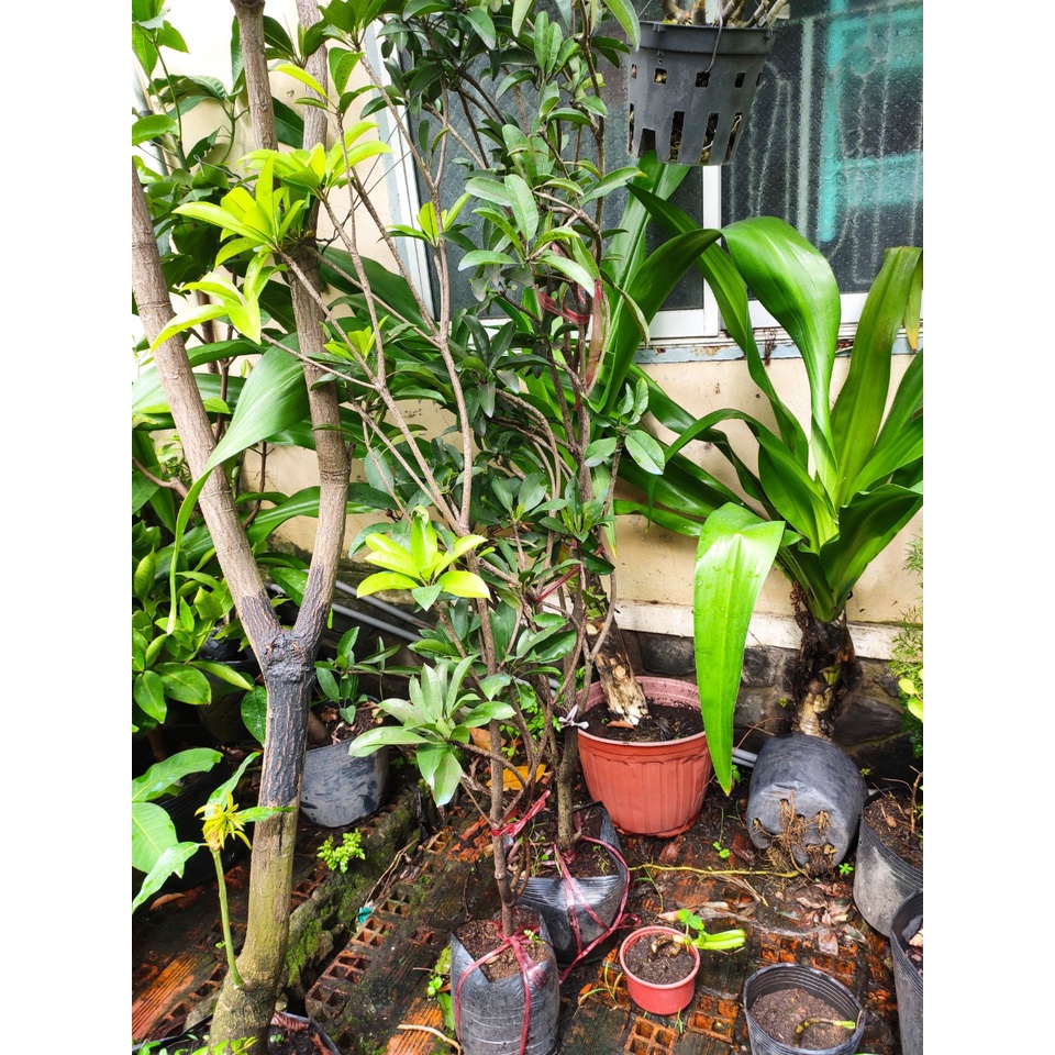 hồng xiêm sapoche - sabochê - lòng mứt - giống thái - trái lớn - ngọt mềm thơm - cây cao khoảng 1.2-1.5m đang nụ hoa