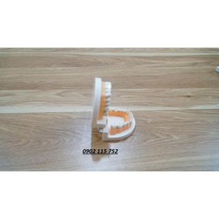 Mô hình giải phẫu hàm răng người
