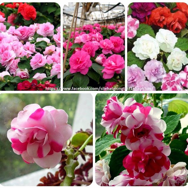 Hạt  giống hoa ngọc thảo kép mix 5 hạt/gói