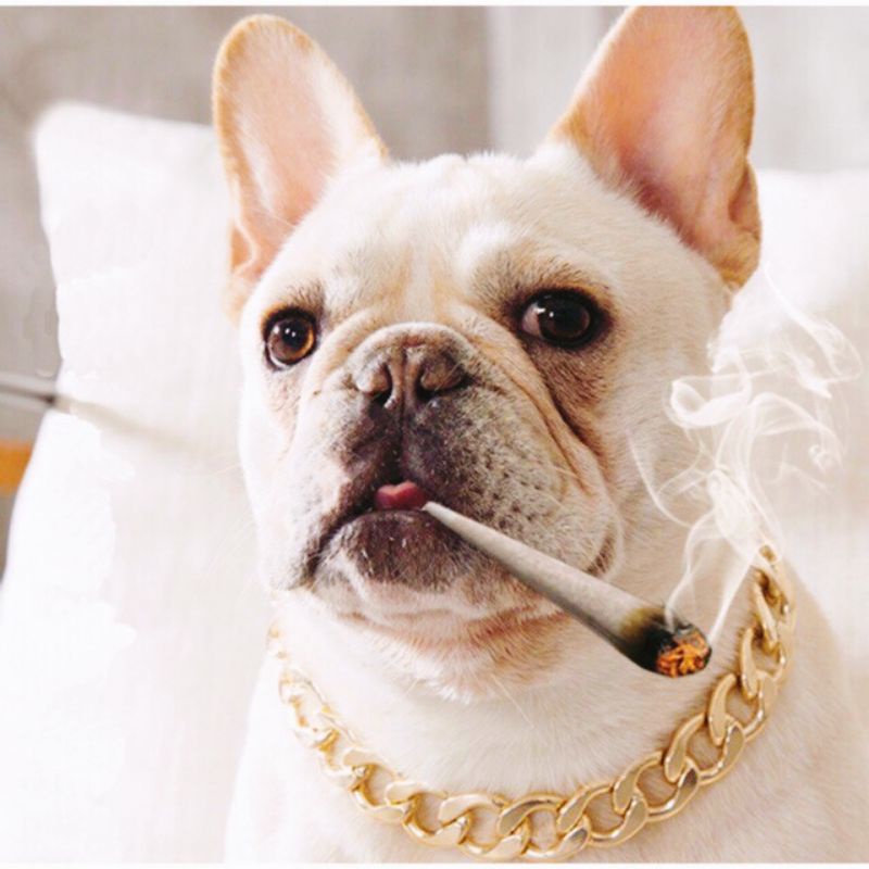 Dây vòng vàng đeo cổ cho chó mèo
