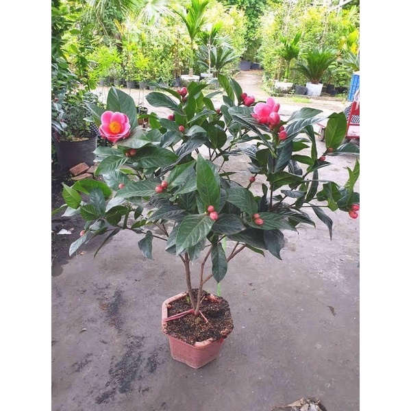 Cây giống hoa Hải đường