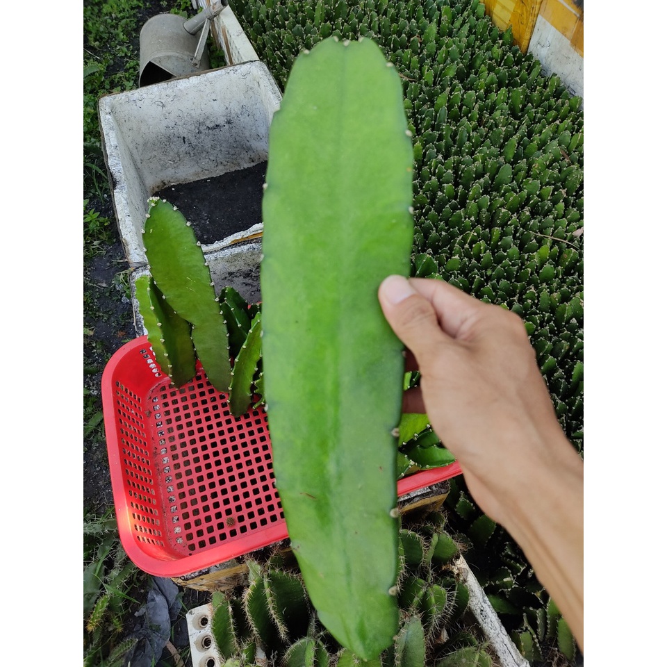 Combo 05 chân tháp xương rồng THÁI dài 15 - 25 cm