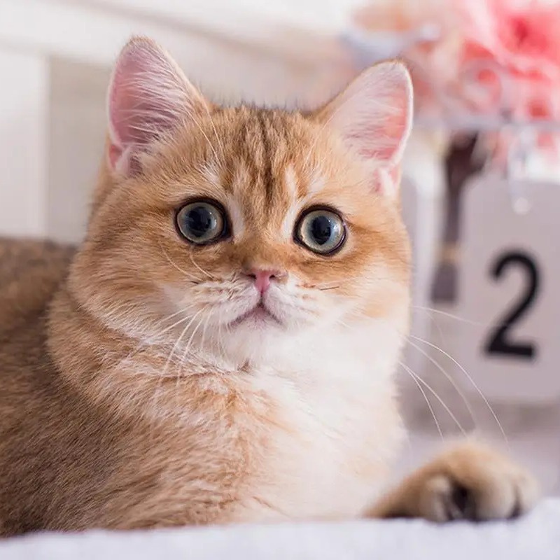 AOHUI-Fashion cửa hàng quần áo