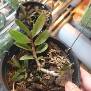 Di linh xuân nù Sơn Điền