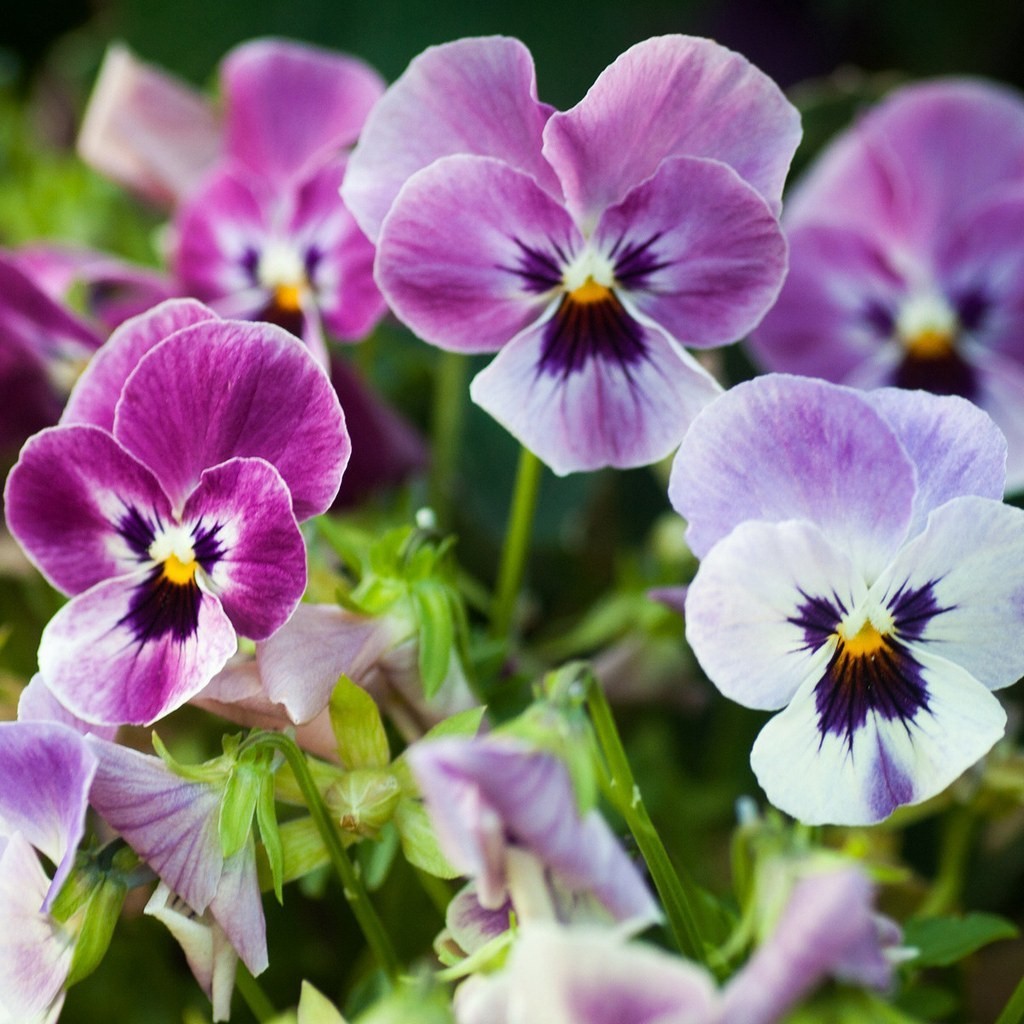 Hạt giống hoa Pansy (Viola)