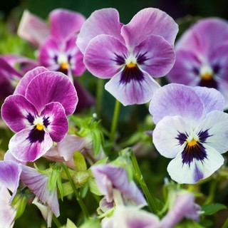 Hạt giống hoa Pansy (Viola)