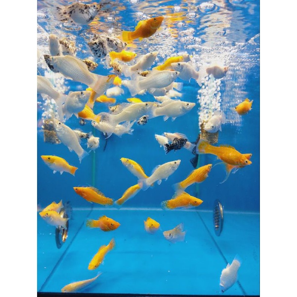 CÁ Bình Tích - Trân Châu 🐠 [Grap ship Tp.HCM]