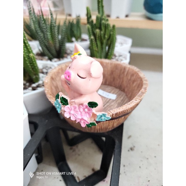 Chậu trồng cây hình chú heo, thỏ