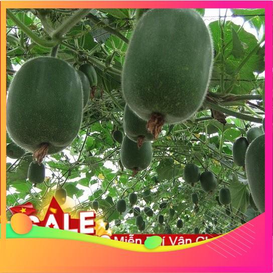 Hạt Giống Bí Xanh Đài Loan - 10 Hạt VIETGAR